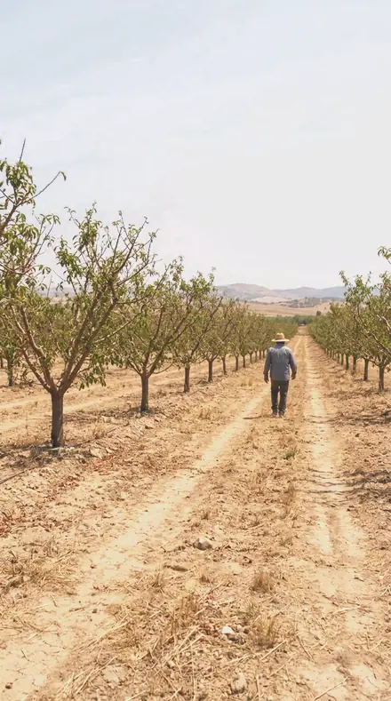 Soft Bract applied to orchard rows