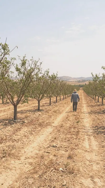 Fallen Petal applied to orchard rows