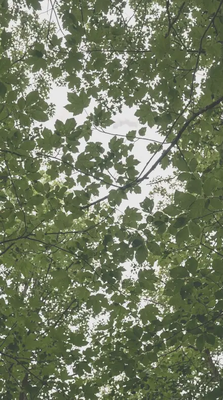 Fallen Petal applied to tree canopy