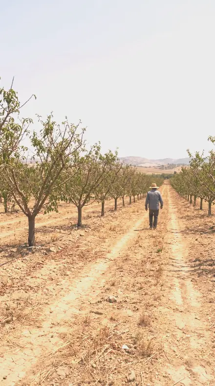 Bloom Warmth applied to orchard rows