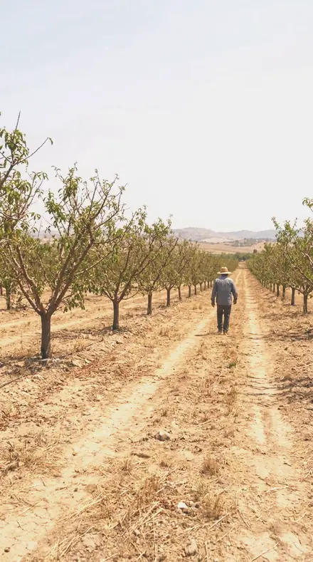 Apple Branch applied to orchard rows