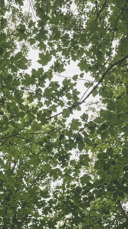 Apple Branch applied to tree canopy