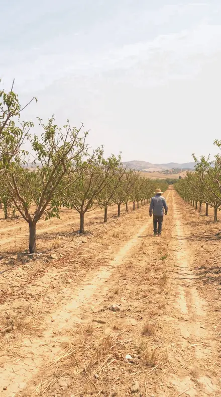 Blush Sky applied to orchard rows