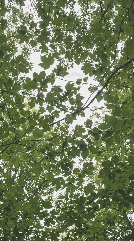 Blush Sky applied to tree canopy