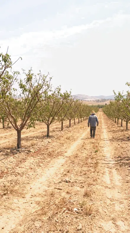 Late Blossom applied to orchard rows