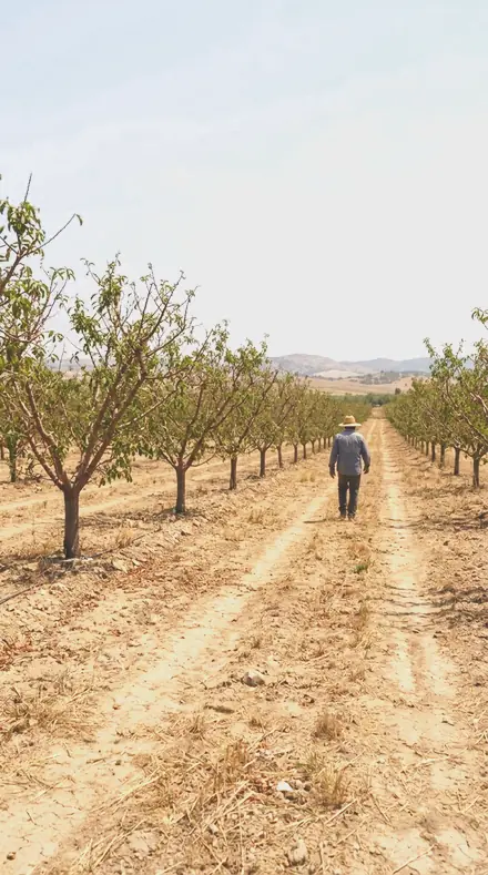 Magnolia Cup applied to orchard rows
