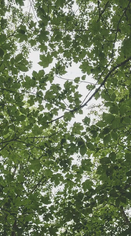 Magnolia Cup applied to tree canopy