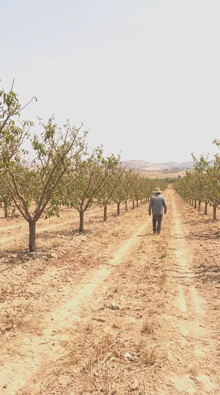 White Petal applied to orchard rows