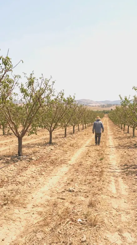 Opening Bud applied to orchard rows