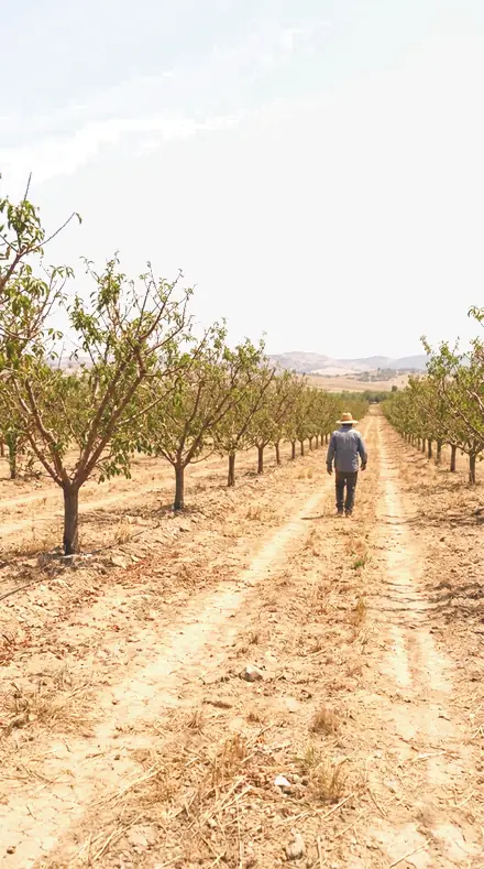Spring Orchard applied to orchard rows