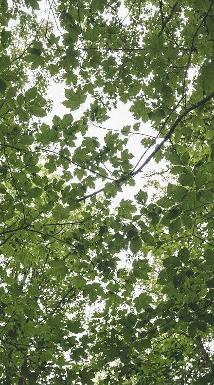 Spring Orchard applied to tree canopy