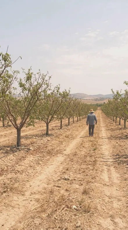 Pale Bloom applied to orchard rows
