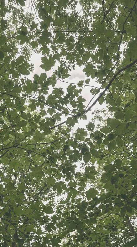 Pale Bloom applied to tree canopy