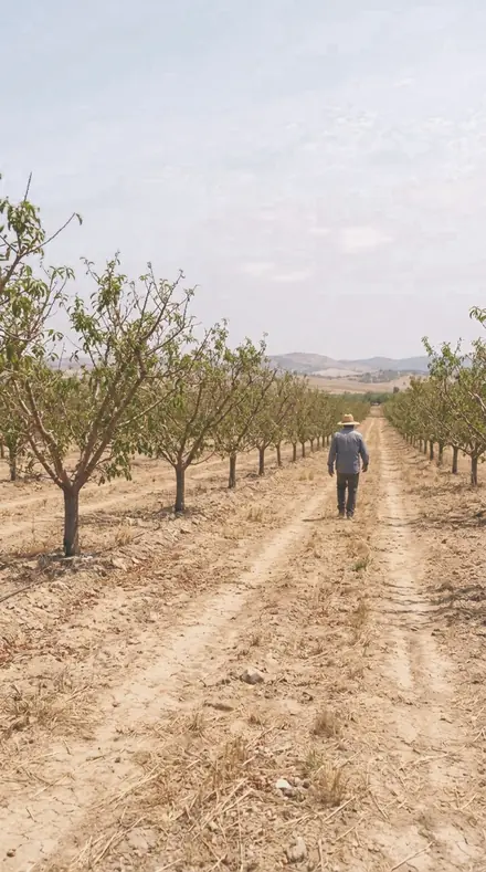 Blossom Shade applied to orchard rows