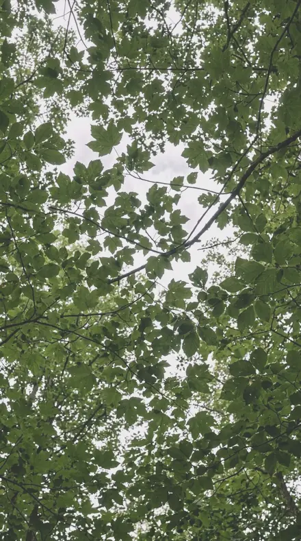 Blossom Shade applied to tree canopy