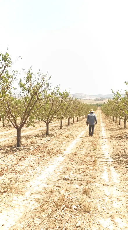 Petal Fold applied to orchard rows
