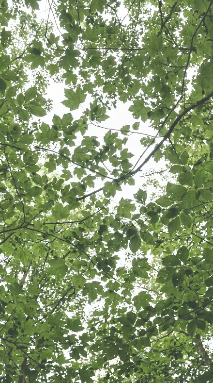 Petal Fold applied to tree canopy