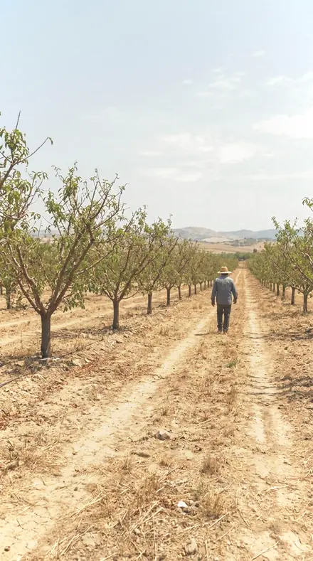 Stem Water applied to orchard rows