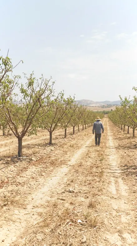 Bloom Cluster applied to orchard rows