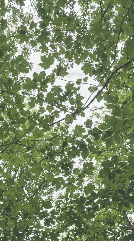 Bloom Cluster applied to tree canopy