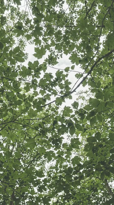 Ranunculus Turn applied to tree canopy
