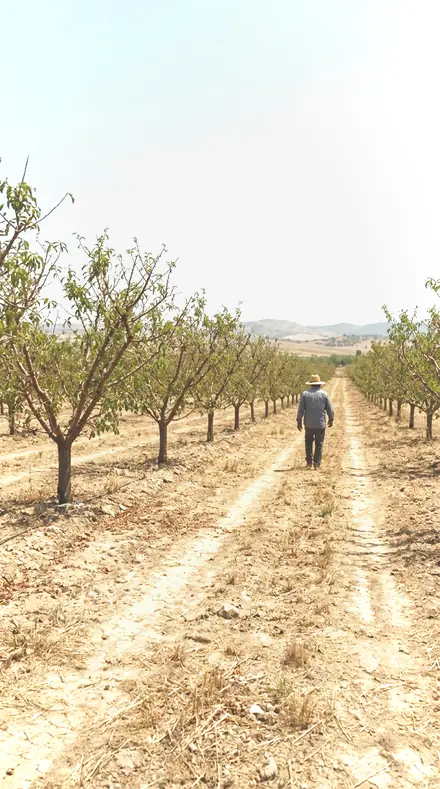 Bud Vase applied to orchard rows