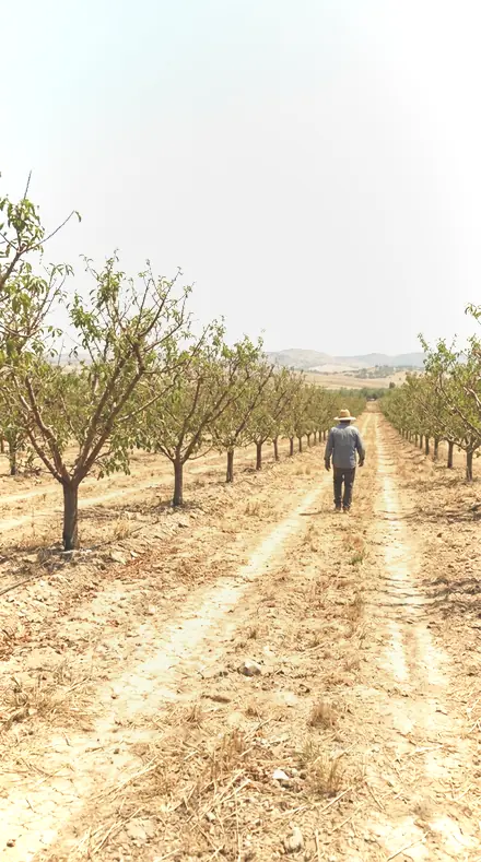 Petal Rim applied to orchard rows