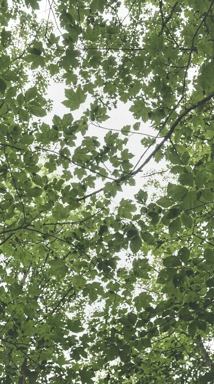 Petal Rim applied to tree canopy