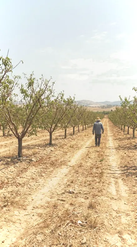Bouquet Light applied to orchard rows