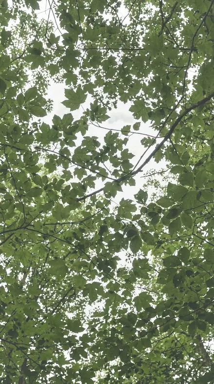 Bouquet Light applied to tree canopy