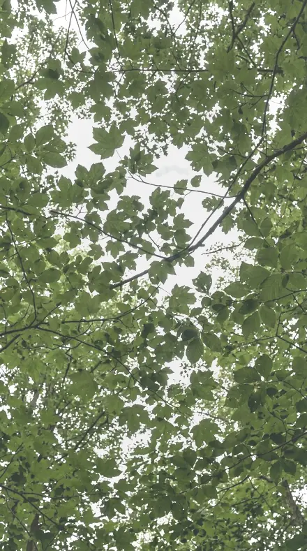 Tulip Bend applied to tree canopy