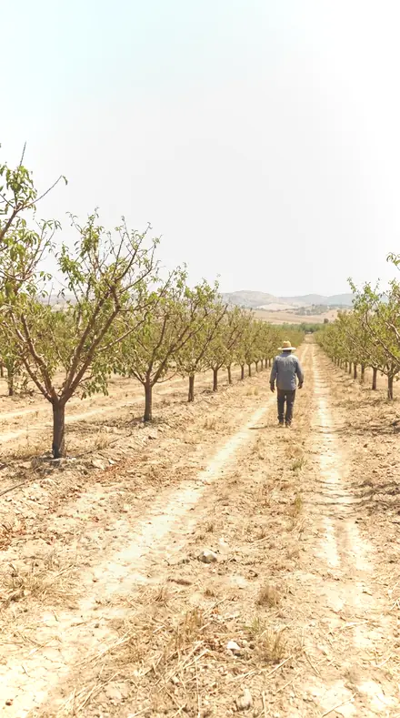 Dropped Petal applied to orchard rows