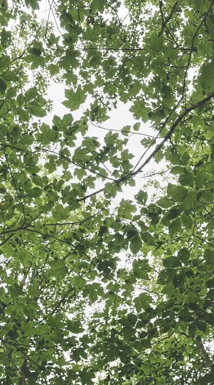 Dropped Petal applied to tree canopy