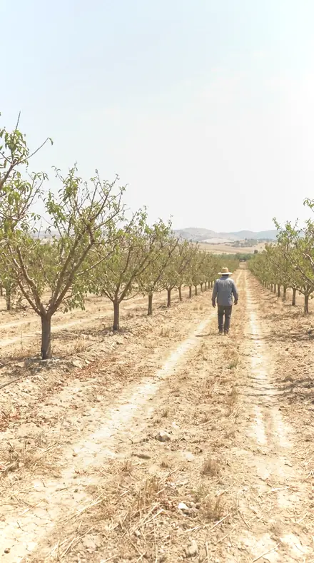 Glass Vase applied to orchard rows