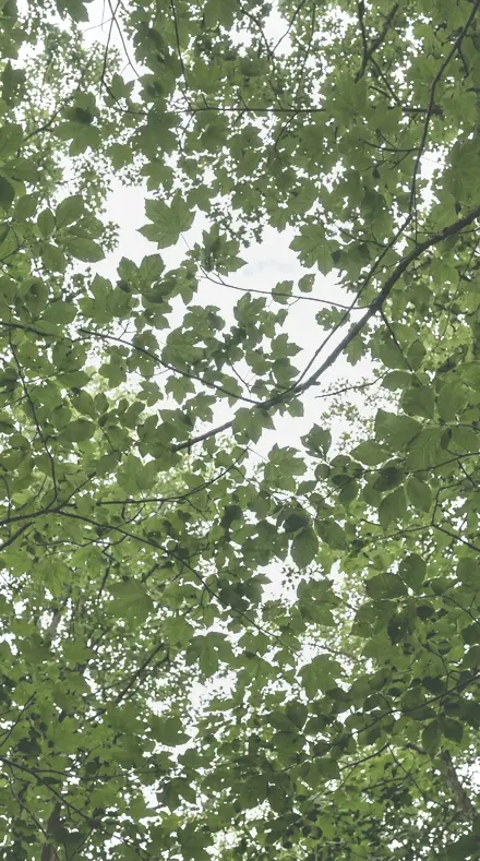 Glass Vase applied to tree canopy