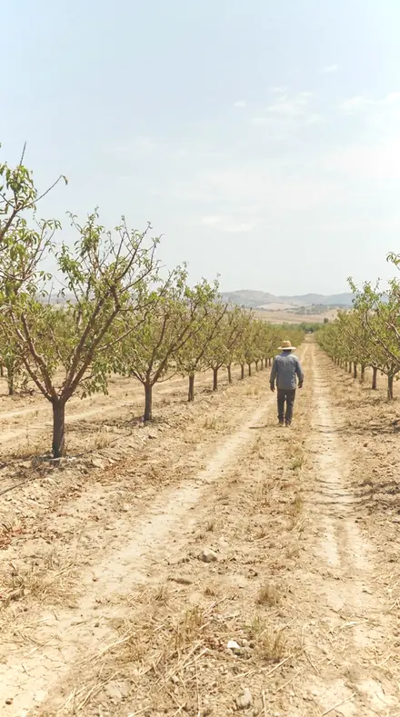 Sprig Green applied to orchard rows