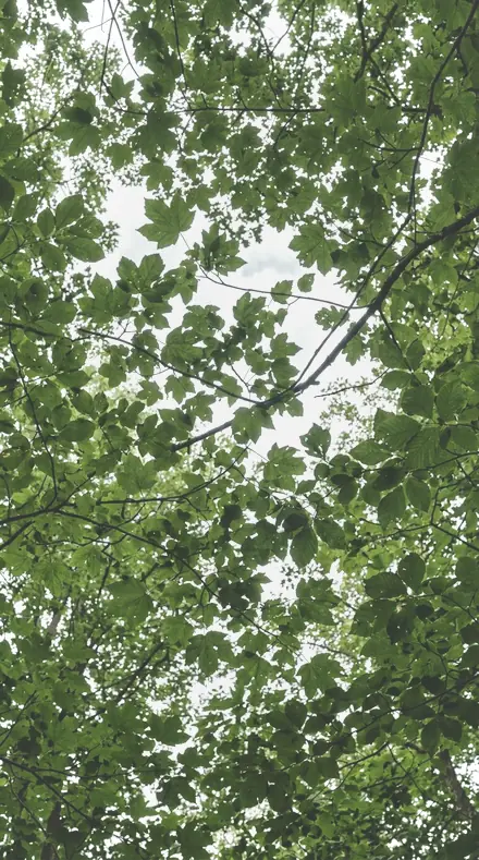 Sprig Green applied to tree canopy