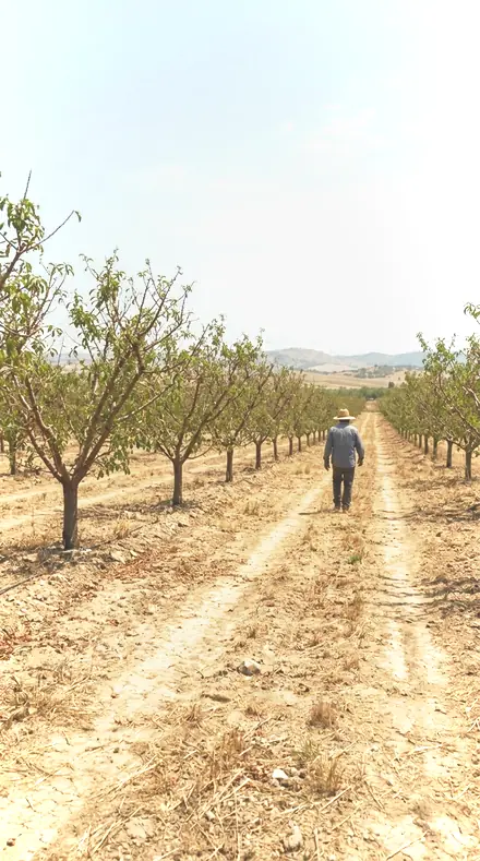 Blossom Wide applied to orchard rows
