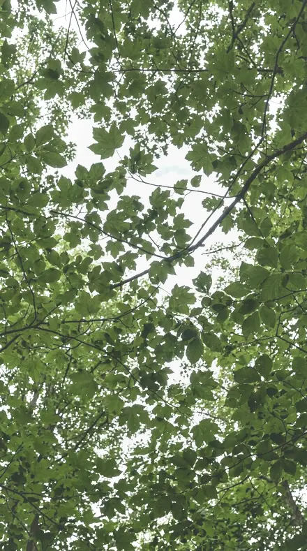 Blossom Wide applied to tree canopy