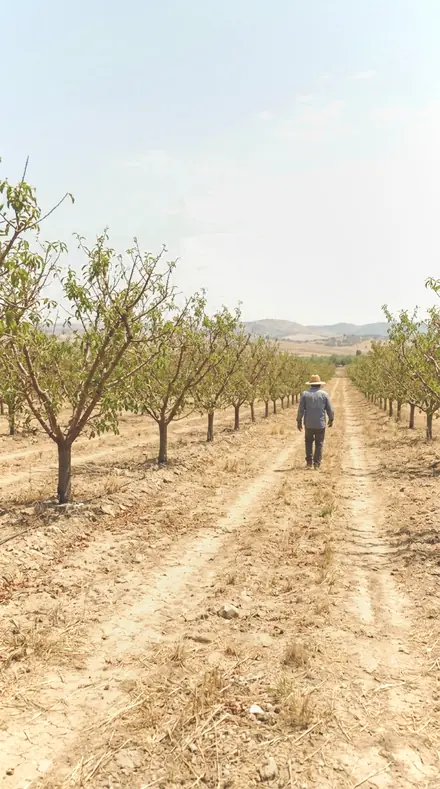 Petal Curl applied to orchard rows