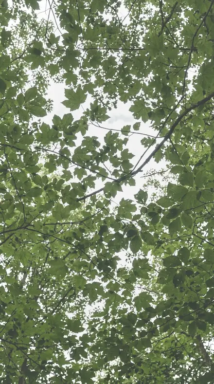 Table Bloom applied to tree canopy