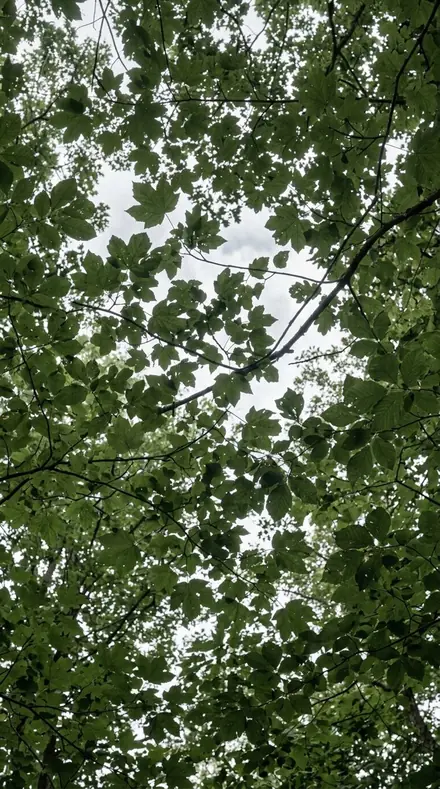 Before: tree canopy