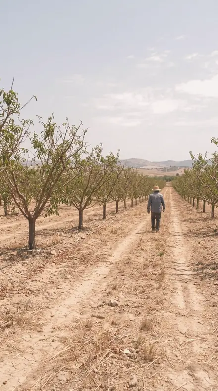 Guava Flesh applied to orchard rows