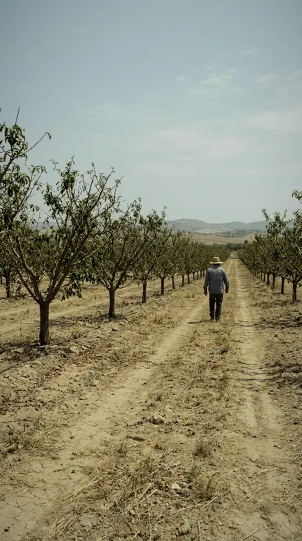 Olive Brine applied to orchard rows