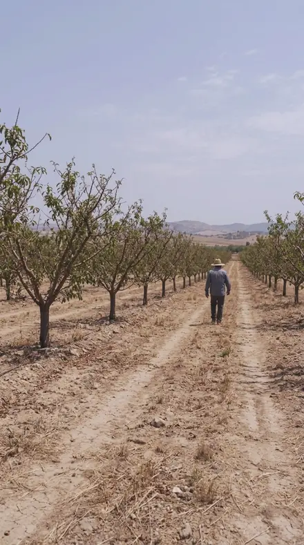 Mulberry Stain applied to orchard rows