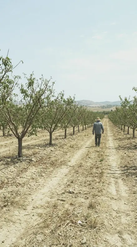 Wormwood Stalk applied to orchard rows
