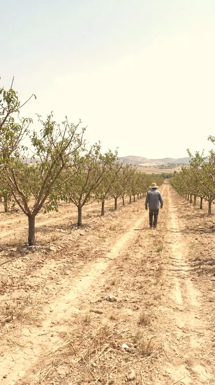 Honey Veil applied to Orchard light, warm to the last row
