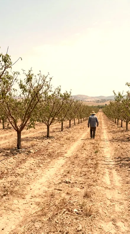 Gilded Hour applied to Orchard light, warm to the last row