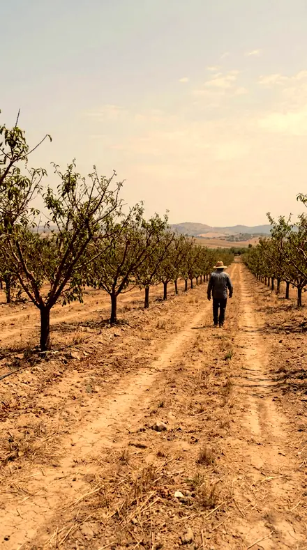 Blaze Line applied to Orchard light, warm to the last row