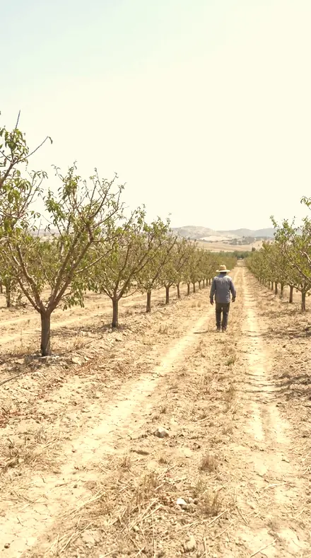 Last Amber applied to Orchard light, warm to the last row